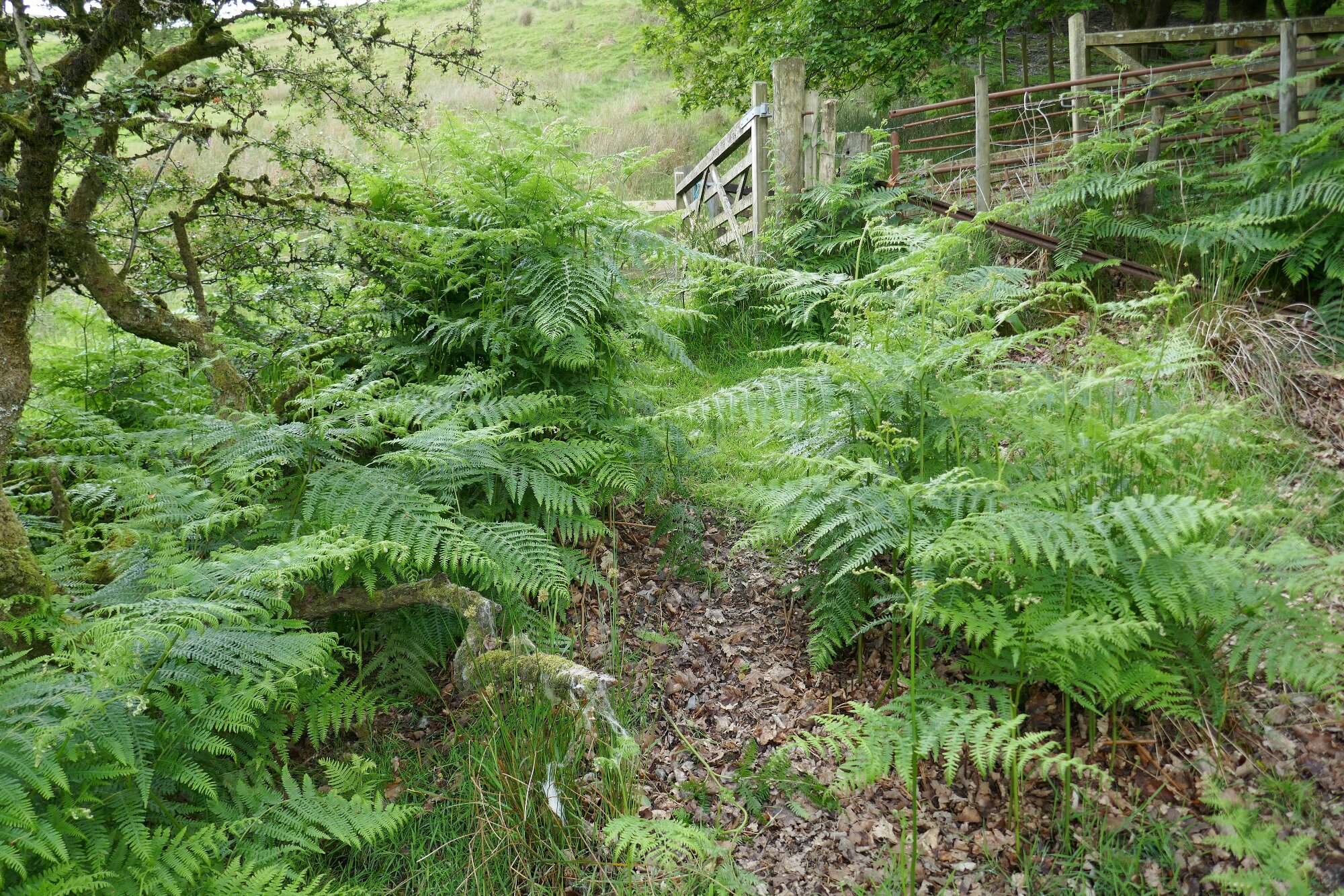 RachelSeabrook.net | Wild Walking | Cwmystwyth | pic13B